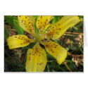 COMPLIMENT cards by expressions143 COMPLIMENT cards