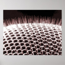 COMPOUND EYE PRINT