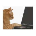 Computing cat postcards