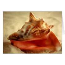 Conch Cards