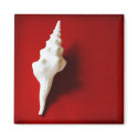 Conch Magnet