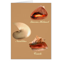Conch, Nautilus, Queens Helmet cards