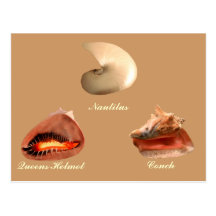 Conch, Nautilus, Queens Helmet Postcard