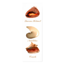 Conch, Nautilus, Queens Helmet posters by roimim Conch, Nautilus, Queens Helmet posters