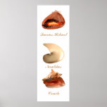 Conch, Nautilus, Queens Helmet posters