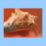 Conch Post Card