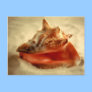 Conch Post Cards