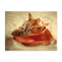 Conch postcards