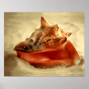 Conch posters