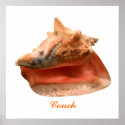 Conch posters