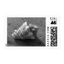 Conch Sea Shell Beach Photo Postage Stamp