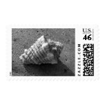 Conch Sea Shell Beach Photo Postage Stamp