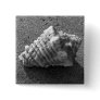 Conch Seashell Sand Beach Button Pin