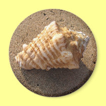 Conch Seashell Sand Beach Magnet magnets