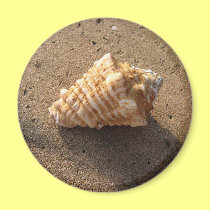 Conch Seashell Sand Beach Magnet magnets