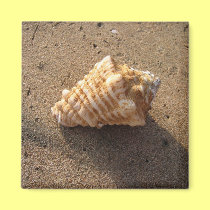 Conch Seashell Sand Beach Magnet magnets