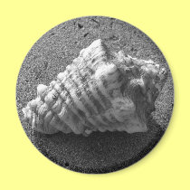 Conch Seashell Sand Beach Magnet magnets
