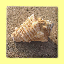 Conch Seashell Sand Beach Magnet magnets