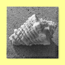 Conch Seashell Sand Beach Magnet magnets