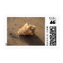 Conch seashell Sand Beach Photo Postage Stamps