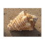 Conch Seashell Sand Beach Postcards