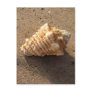 Conch Seashell Sand Beach Postcards