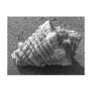 Conch Seashell Sand Beach Postcards