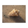 Conch Seashell Sand Beach Postcards