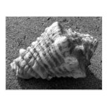 Conch Seashell Sand Beach Postcards postcards