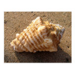 Conch Seashell Sand Beach Postcards postcards