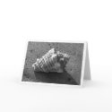Conch Shell (Black and White) Card
