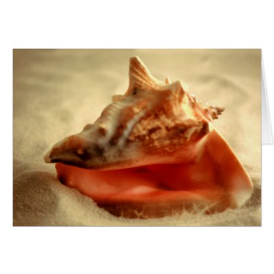 Conch Shell Greeting Card by roimim
