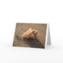 Conch Shell (Color) Card