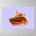 Conch Shell posters