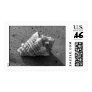 Conch Shell Stamp (Black and White)