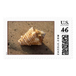 Conch Shell Stamp (Color)
