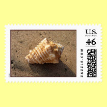 Conch Shell Stamp (Color) stamps