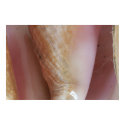 Conch Shells posters by mraiford Conch Shells posters