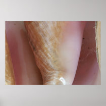 Conch Shells Print