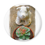 Concrete Sitting Pig with succulent plant Refrigerator Magnets