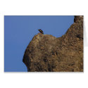 Condor #87 cards