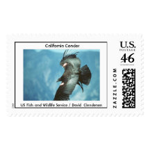 Cóndor de California Envio