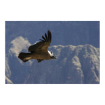 Condor Postor posters