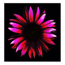 Cone-Flower-a-GoGo Poster posters