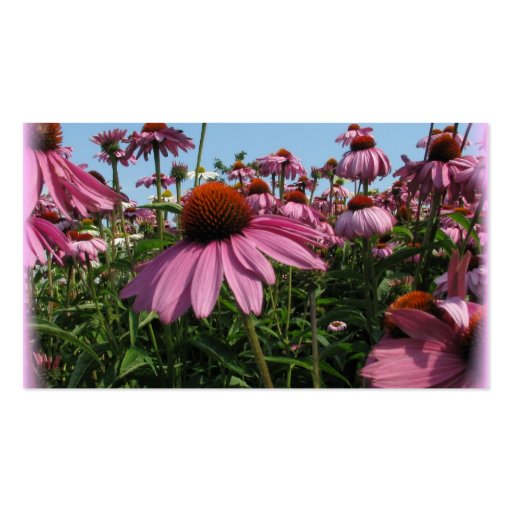 Cone Flower Business Card (back side)