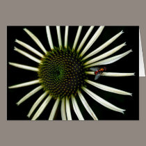 Cone Flower cards by zeebuzz Cone Flower cards