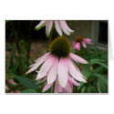 Cone Flower cards