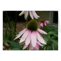 Cone Flower cards