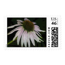 Cone Flower postage by debrabernier Cone Flower postage