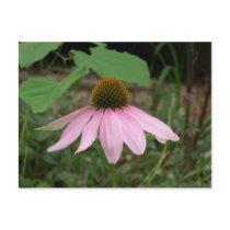 Cone Flower postcards by bkang22 Cone Flower postcards